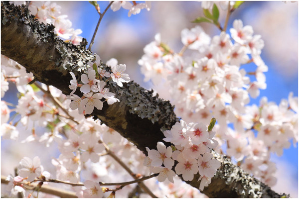 桜