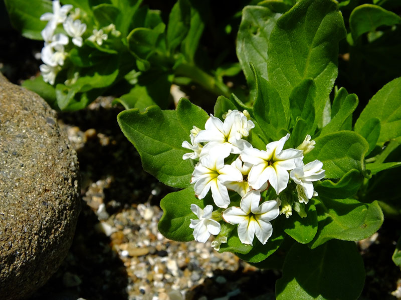 青い海と白い花 おとめちっくな夢もよう