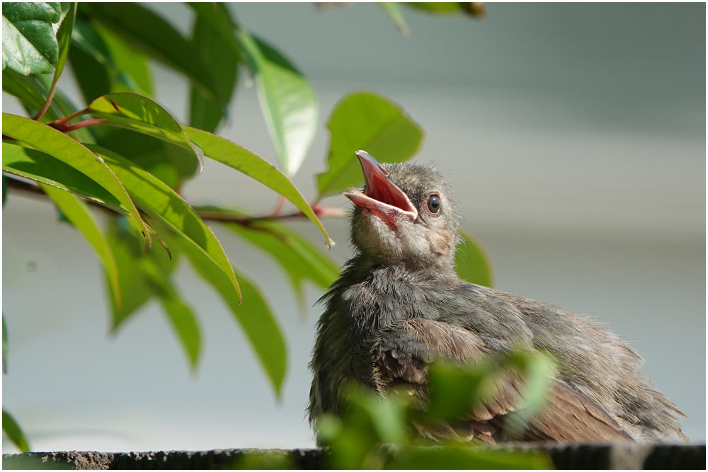 兄弟仲良く おとめちっくな夢もよう
