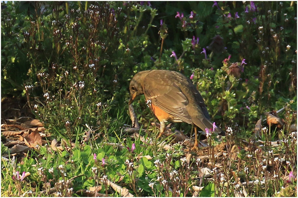 涸沼公園アカハラ1