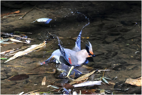 ヒレンジャク30