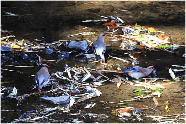 ヒレンジャク28