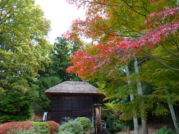 公園紅葉4