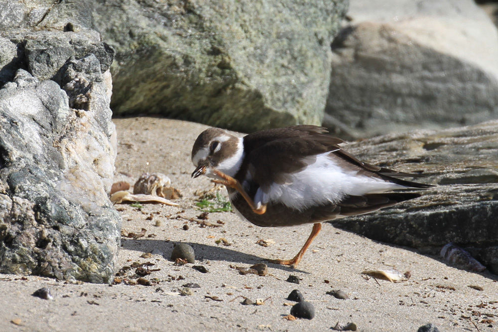 初見のかわいいチドリさん : おとめちっくな夢もよう 