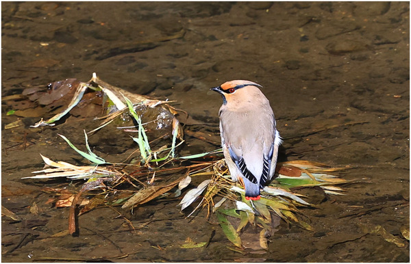 ヒレンジャク21