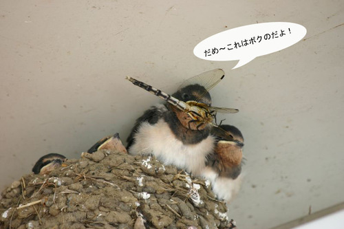 tubame9