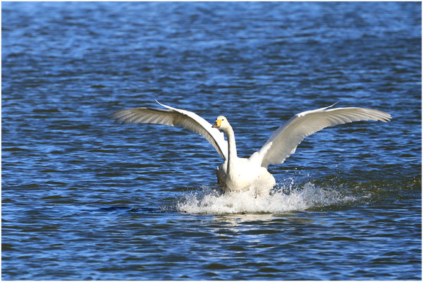 白鳥1