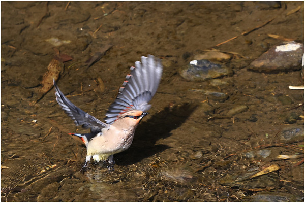 ヒレンジャク25