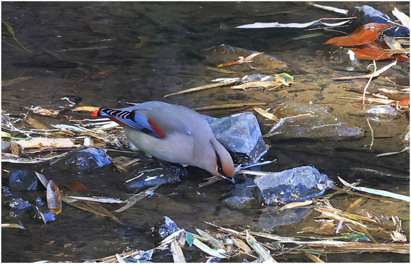 ヒレンジャク29