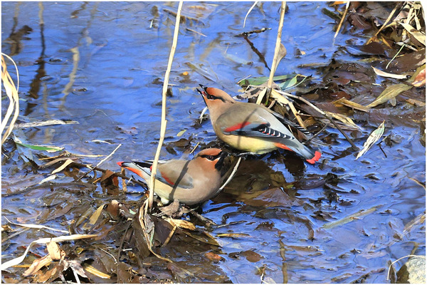 ヒレンジャク31