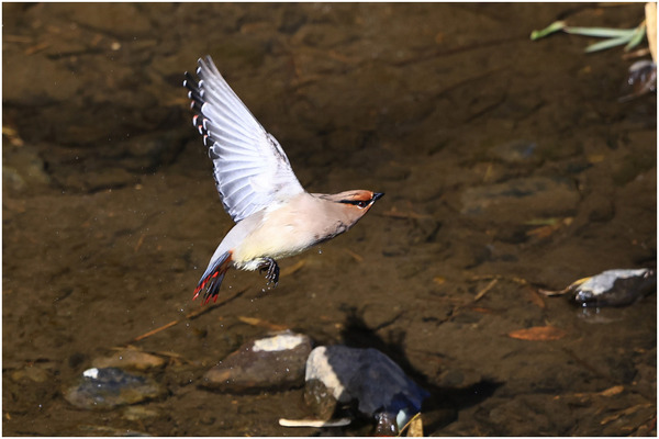 ヒレンジャク27