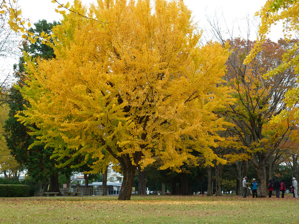 公園紅葉8