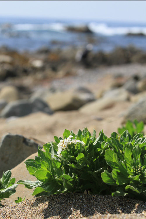 砂浜の白い花 おとめちっくな夢もよう