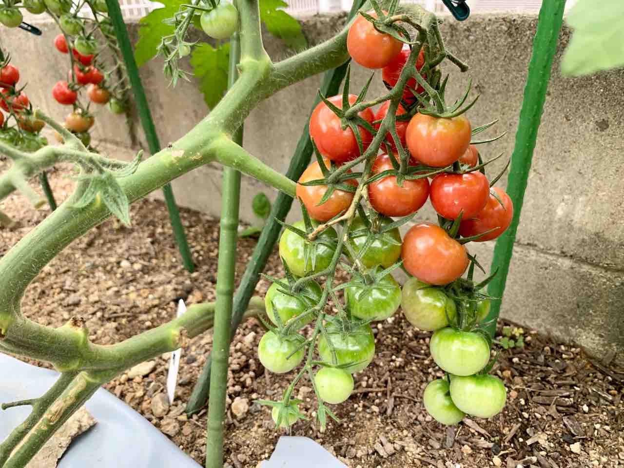 家庭菜園 トマト他色々 おとんの脳みそ
