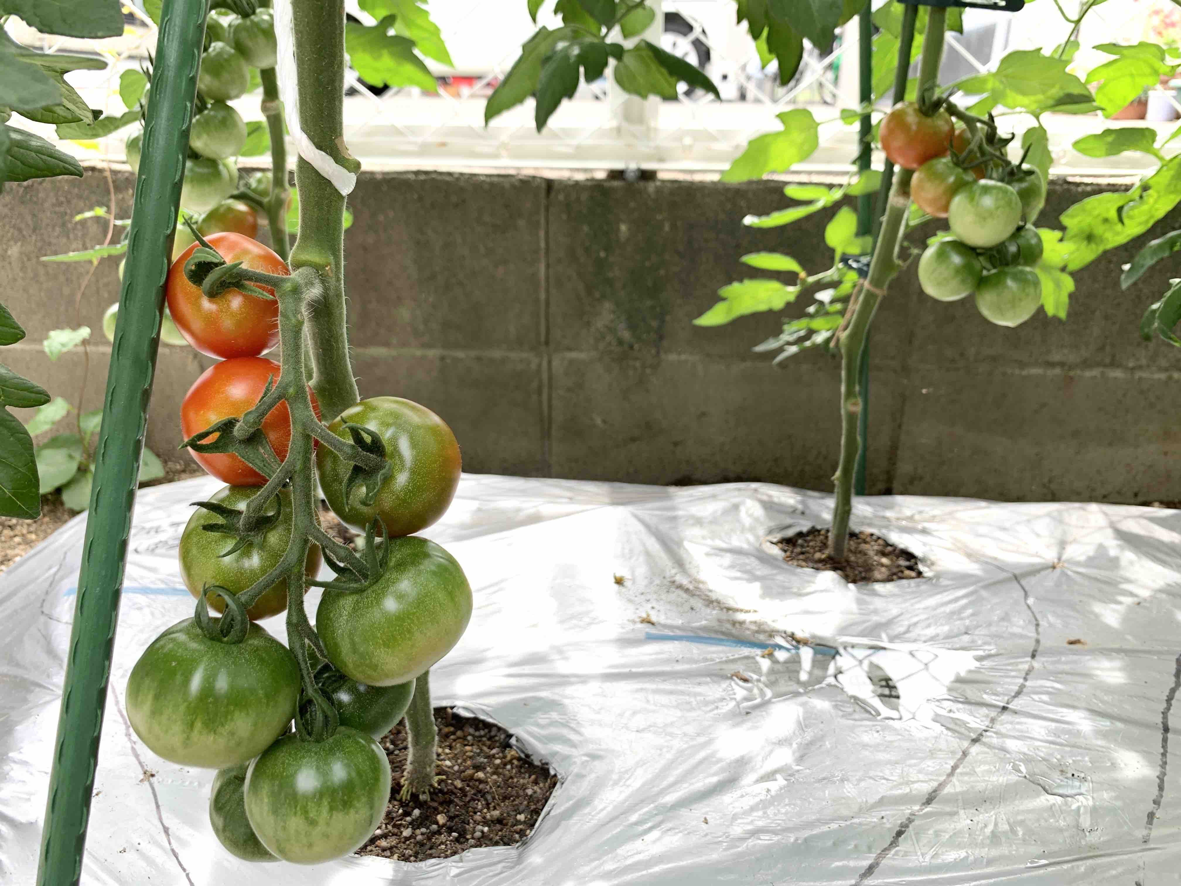 家庭菜園 ミニトマト収穫 おとんの脳みそ