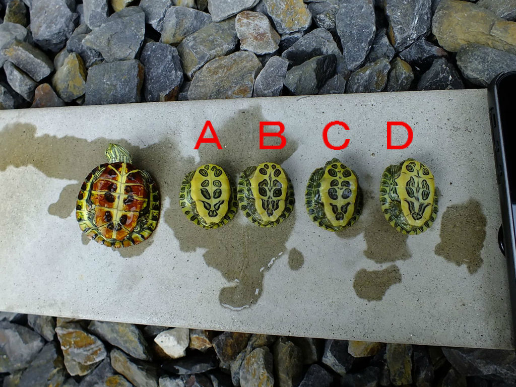 純平の疑問 カメの顔はなんで同じなの おとんの脳みそ