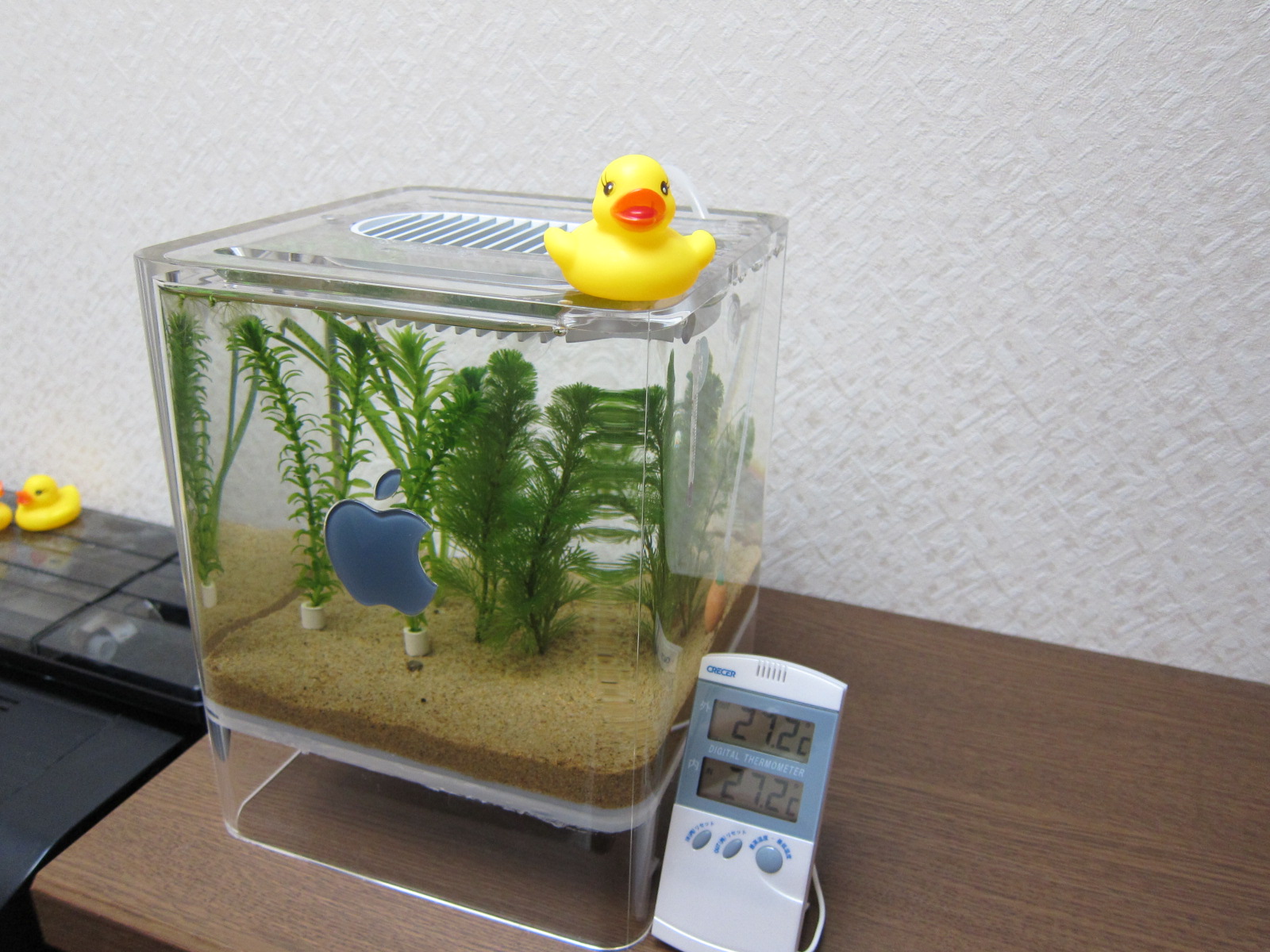 Apple Power Mac G4 Cube水槽 赤ひれ水槽立ち上げ 水ものもろもろ