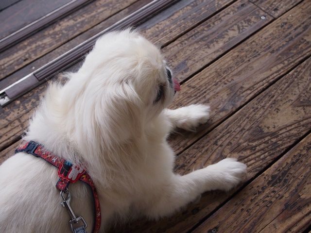 これらは体が炎症を起こしていることを示す警告サインです