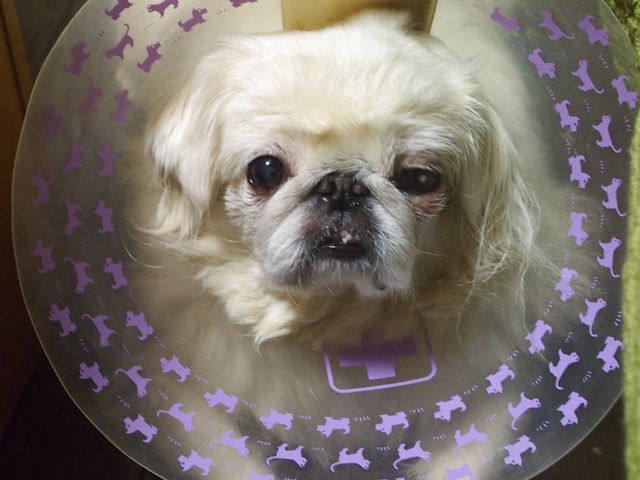 心の機能に関するエリザベス朝の概念