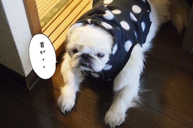 丹毒は真皮上部（皮膚の最上層）と皮膚内のリンパ管に影響を及ぼす細菌感染症です。