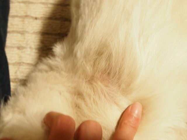 女性はピルをやめて新しい避妊法を探す