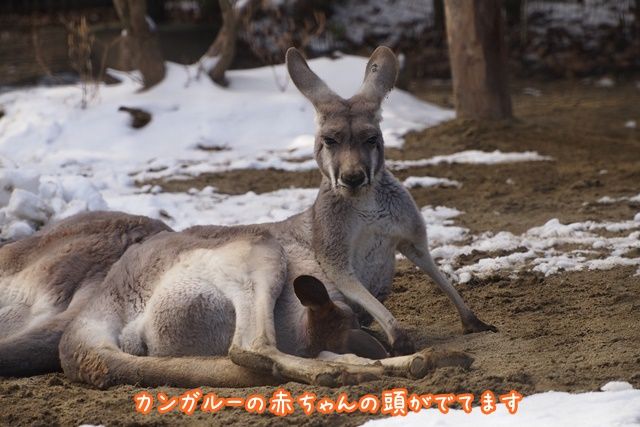 スマトラ島のシナブン山の見事な噴火を見る