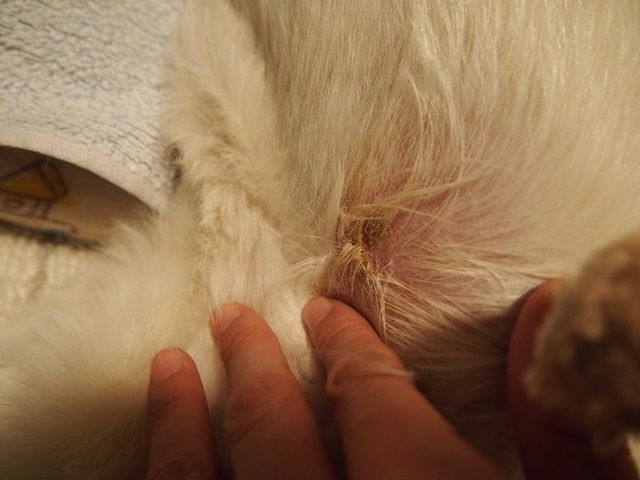 膿皮症 お薬をはじめて一週間経ちました Otonosamasamaのブログ