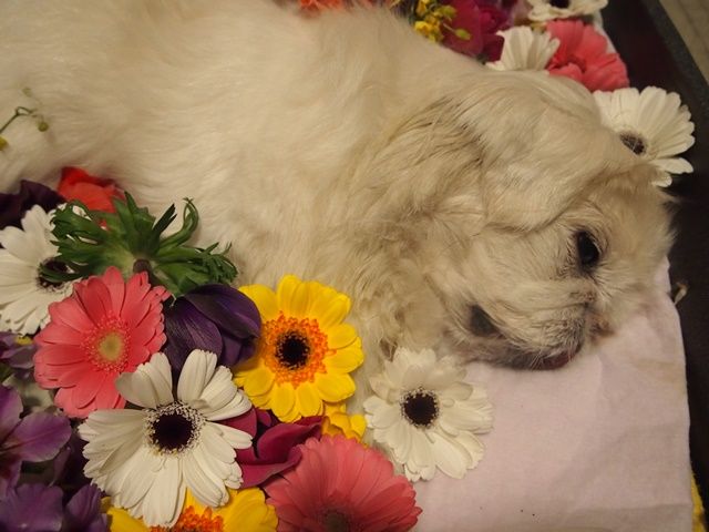 家族が愛犬の最後の日の感動の記録を共有