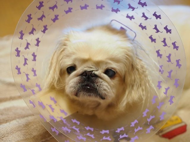 障害により女性は失明するという夢をかなえる