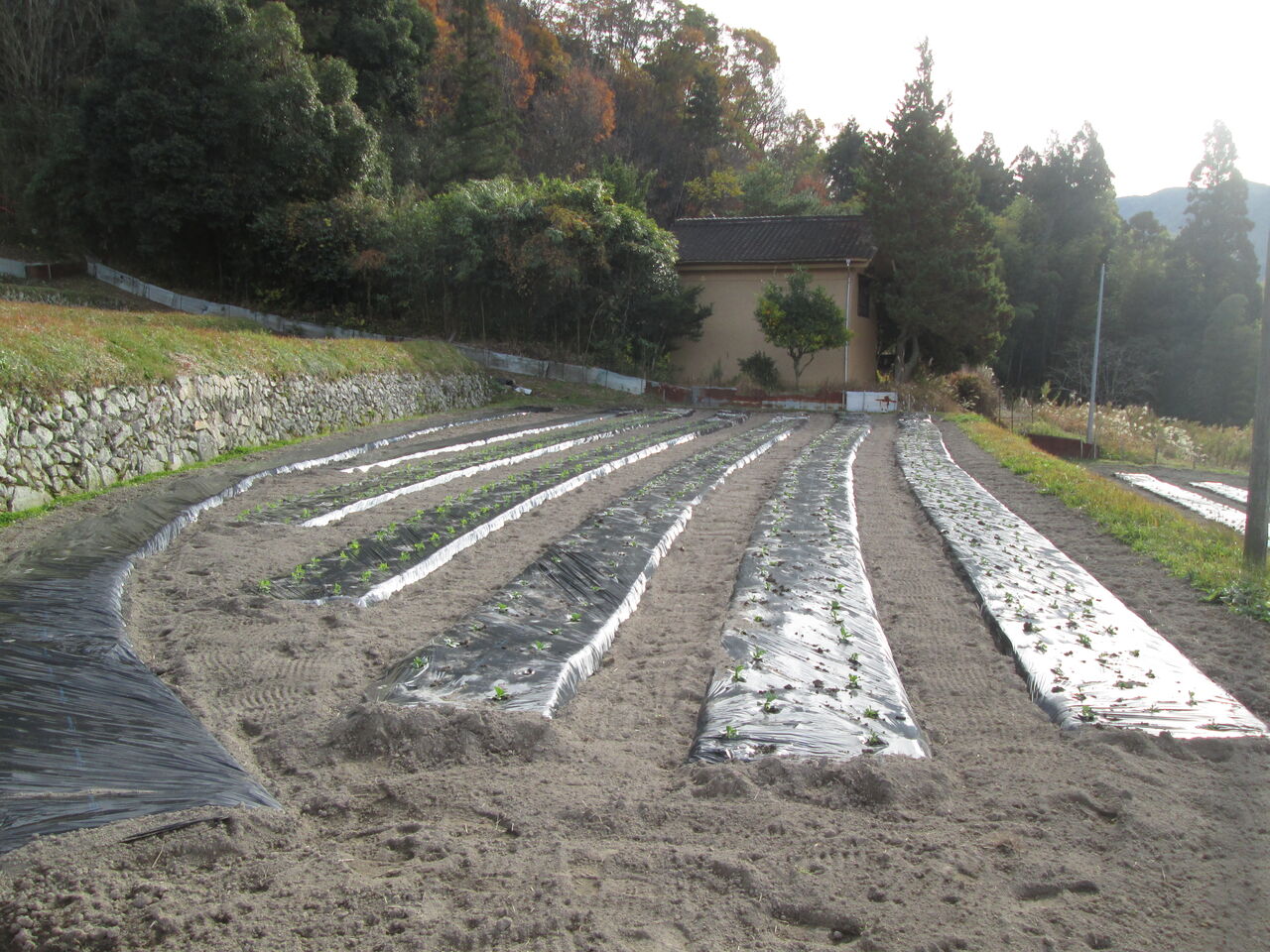 豆の苗を大量に定植しました 音の谷商店お米 野菜販売ブログ 豆の苗を大量に定植しました 音の谷商店お米 野菜販売ブログ