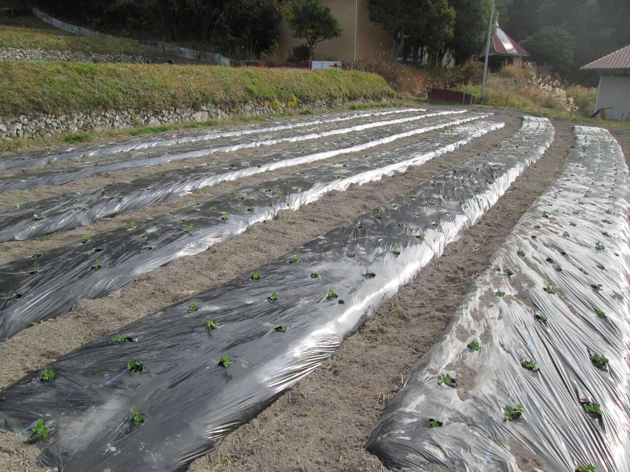 豆の苗を大量に定植しました 音の谷商店お米 野菜販売ブログ 豆の苗を大量に定植しました 音の谷商店お米 野菜販売ブログ