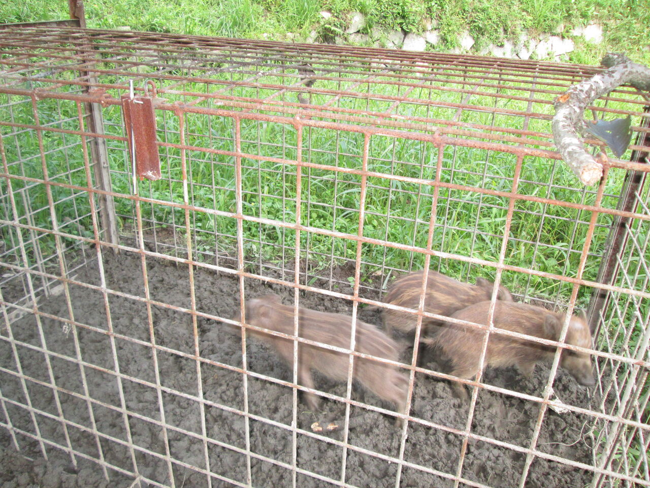 箱罠にかかったうり坊３匹が豚熱の検査を受ける 音の谷商店お米 野菜販売ブログ