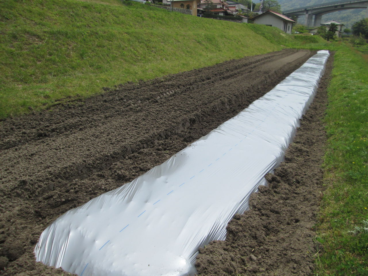 トマトの植え付けを決意しました 音の谷商店お米 野菜販売ブログ