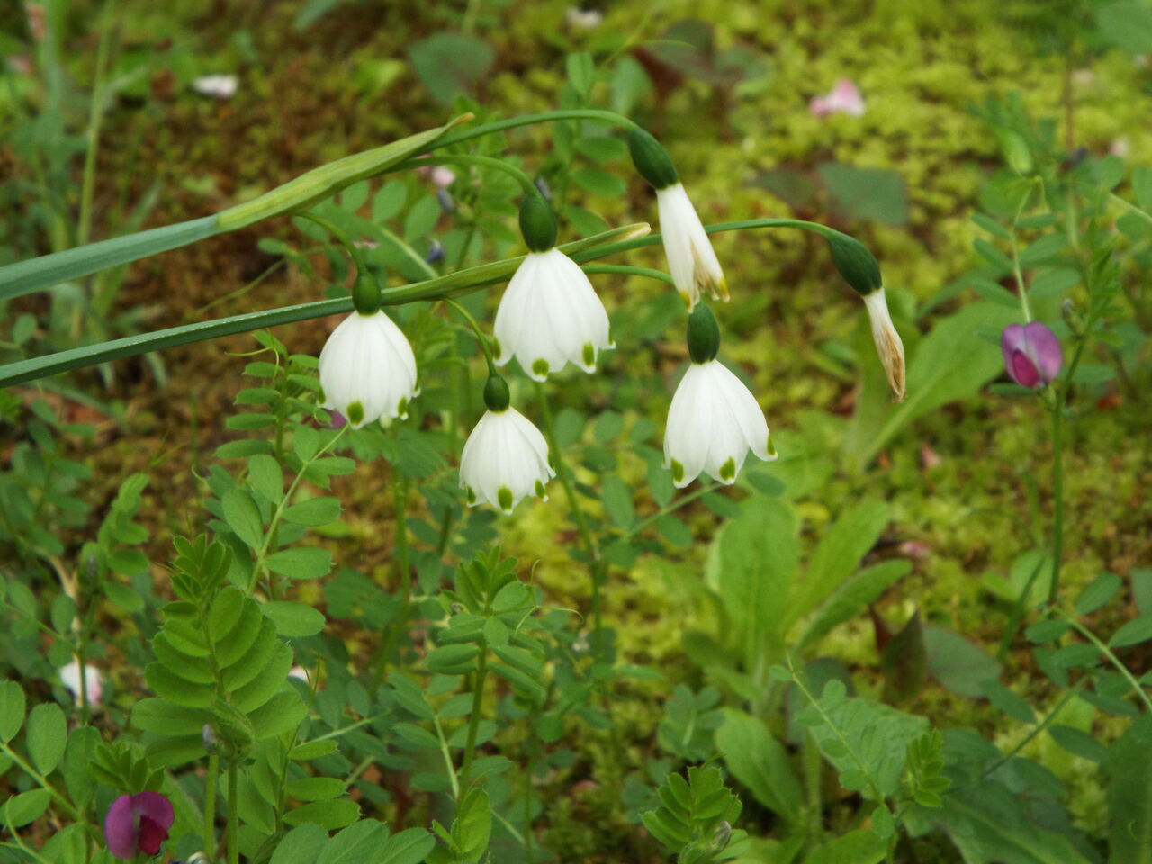四季の花 四季の実64 誕生花と花言葉 桜 三色菫 鈴蘭水仙 21 04 09 音の楽しみ 四季の花 四季の実64 誕生花と花言葉 桜 三色菫 鈴蘭水仙 21 04 09 音の楽しみ