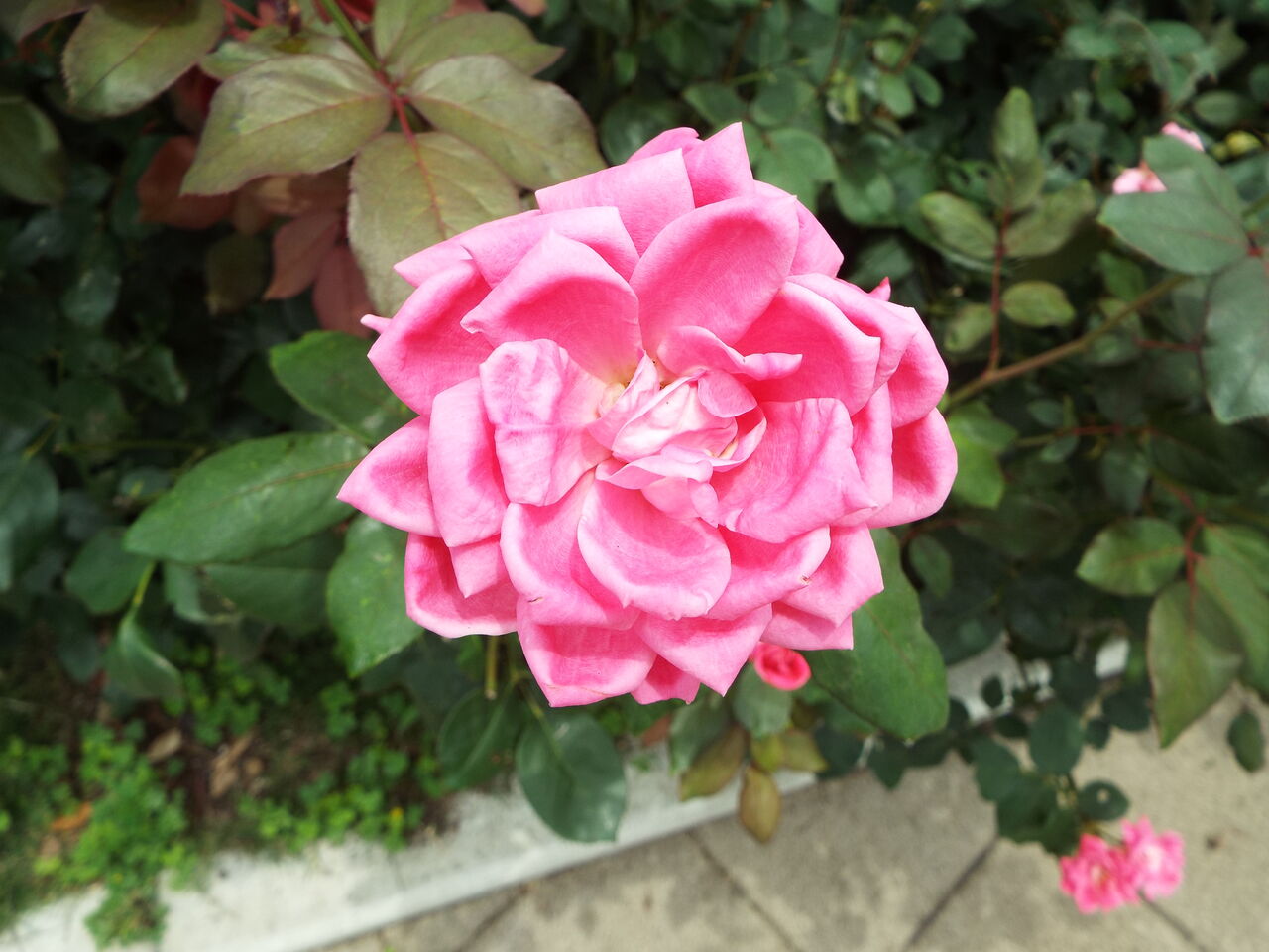 四季の花四季の実 梅雨 誕生花 ピンク ローズの花言葉 21 07 03 音の楽しみ 四季の花四季の実 梅雨 誕生花 ピンク ローズの花言葉 21 07 03 音の楽しみ