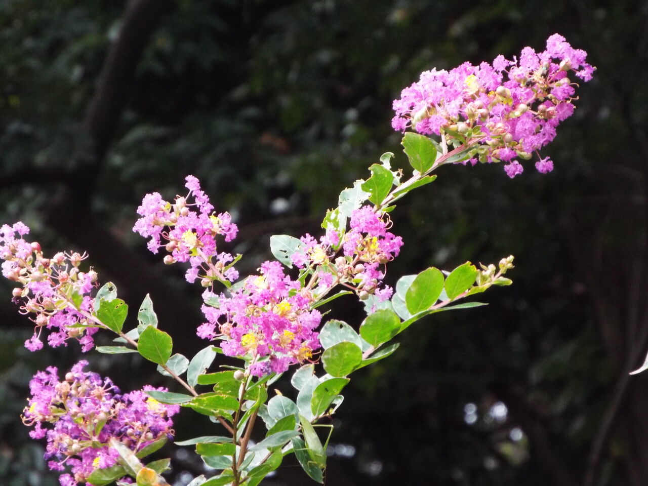 四季の花四季の実 初秋 誕生花 サルスベリ 百日紅 の花言葉 21 08 29 音の楽しみ