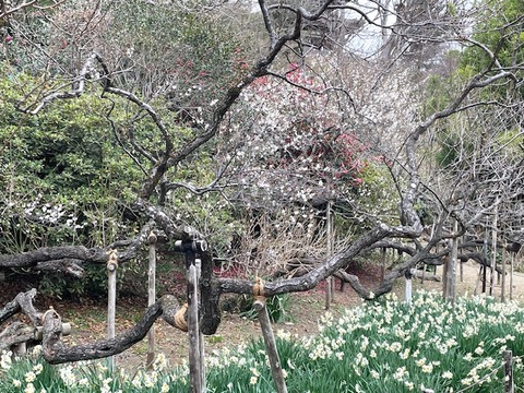 新・横浜漫歩・残冬 三渓園の臥龍梅と水仙 2026.01.28 : 音の楽しみ