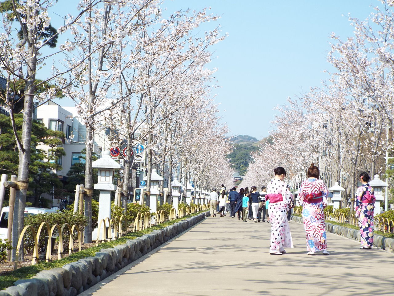 旅の思い出18 源氏池と若宮大路の桜 18 03 28 音の楽しみ 旅の思い出18 源氏池と若宮大路の桜 18 03 28 音の楽しみ
