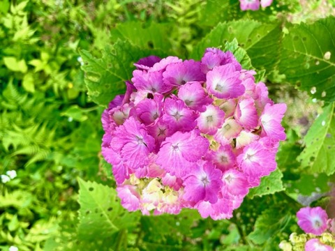 紫陽花