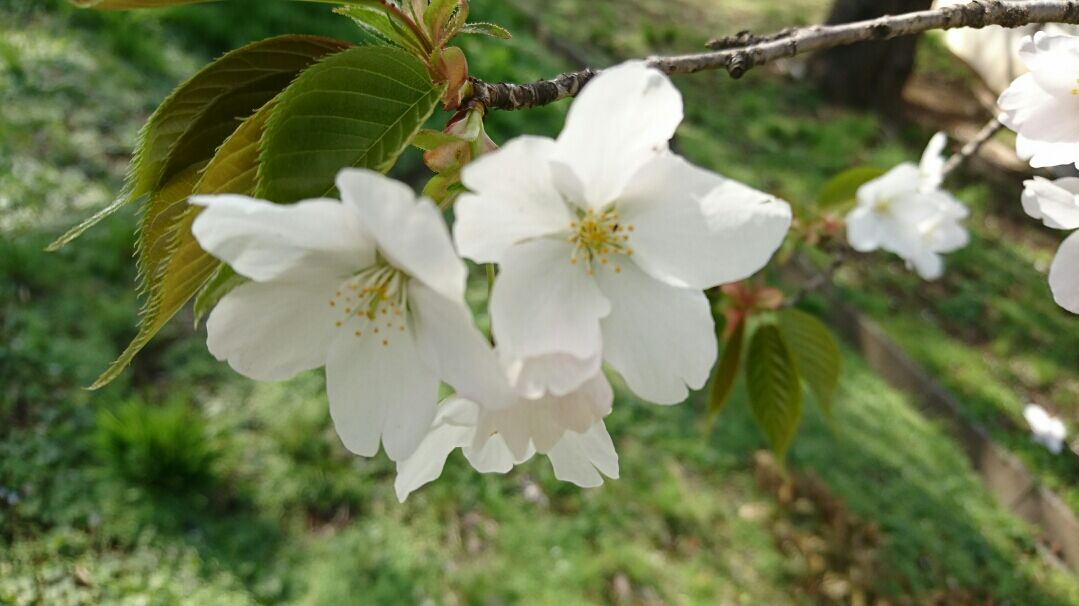おはよう 86 誕生花はアーモンドに桜 21 04 01 音の楽しみ