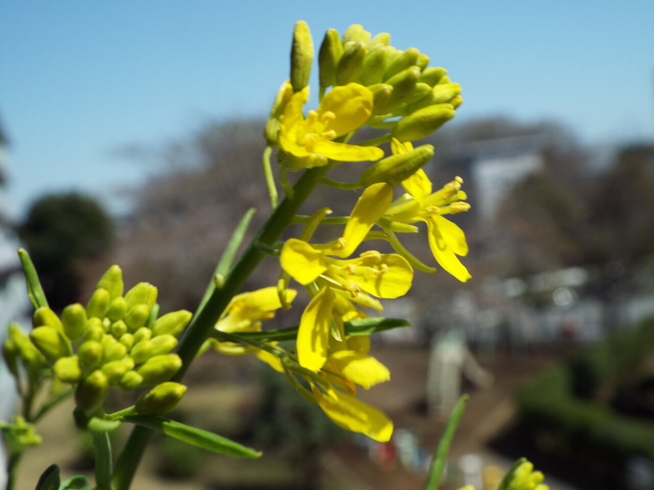 四季の花 四季の実62 ベランダ菜園の花 カラシナ 21 03 23 音の楽しみ 四季の花 四季の実62 ベランダ菜園の花 カラシナ 21 03 23 音の楽しみ