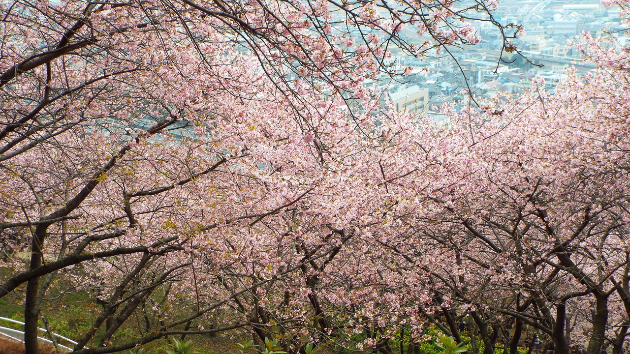 旅の思い出1 松田町の河津桜 18 02 27 音の楽しみ 旅の思い出1 松田町の河津桜 18 02 27 音の楽しみ