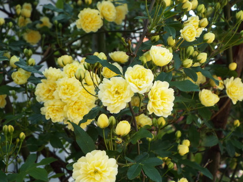 おやすみ 17 誕生花 花言葉 初夏 モッコウバラ 木香薔薇 21 05 1 音の楽しみ