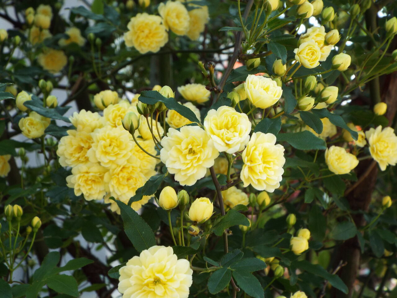 おやすみ 17 誕生花 花言葉 初夏 モッコウバラ 木香薔薇 21 05 1 音の楽しみ