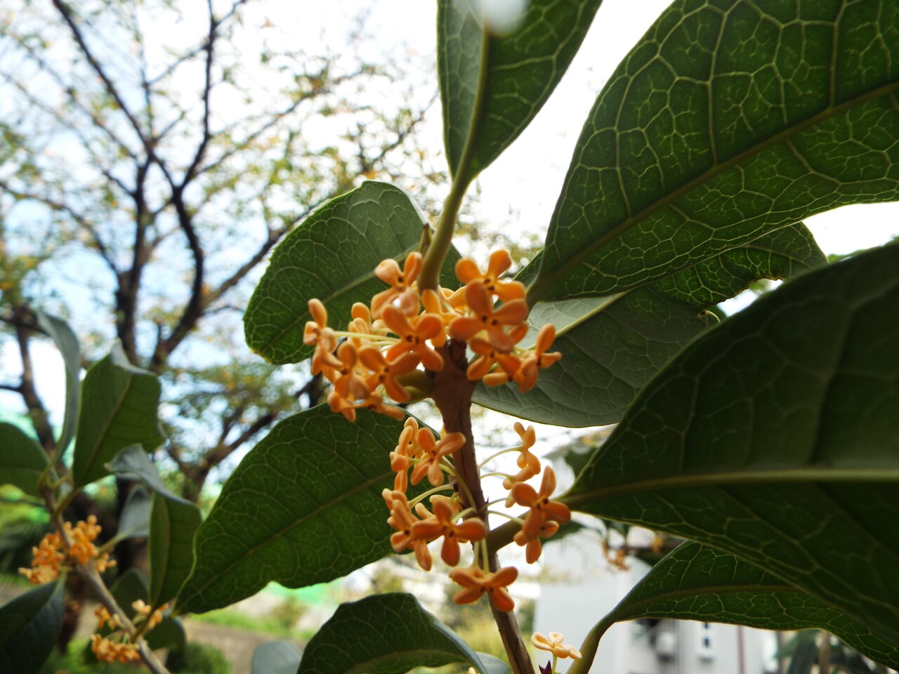 四季の花四季の実 中秋 キンモクセイ 金木犀 21 09 15 音の楽しみ 四季の花四季の実 中秋 キンモクセイ 金木犀 21 09 15 音の楽しみ