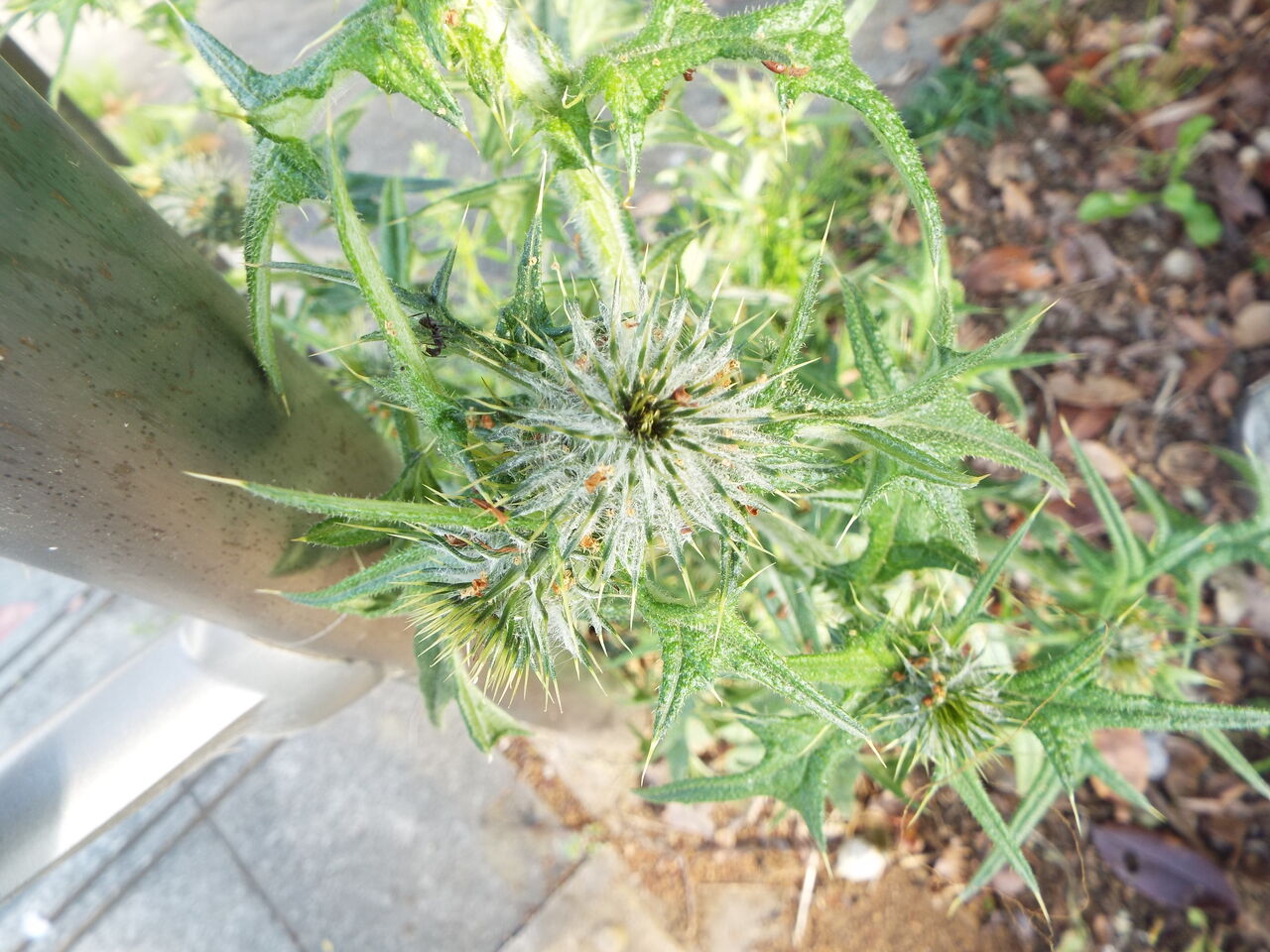 おやすみ 15 誕生花 花言葉 アザミ 21 04 19 音の楽しみ