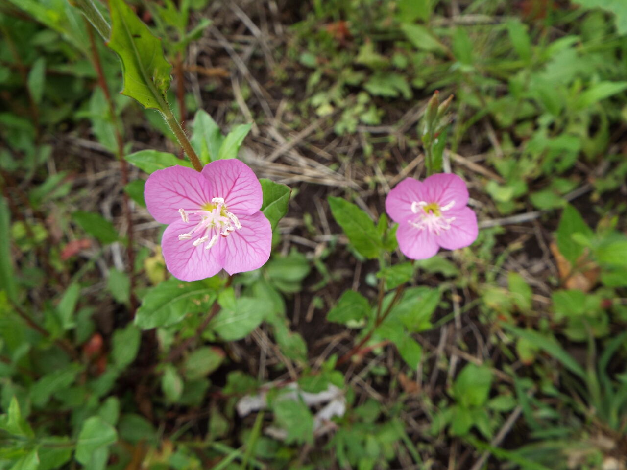 四季の花 四季の実 初夏 アカバナ科マツヨイグサ属の三つの花 22 05 25 音の楽しみ
