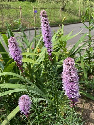 新 とっておきの花 22 14 今日の誕生花リアトリスの花言葉 22 07 09 音の楽しみ