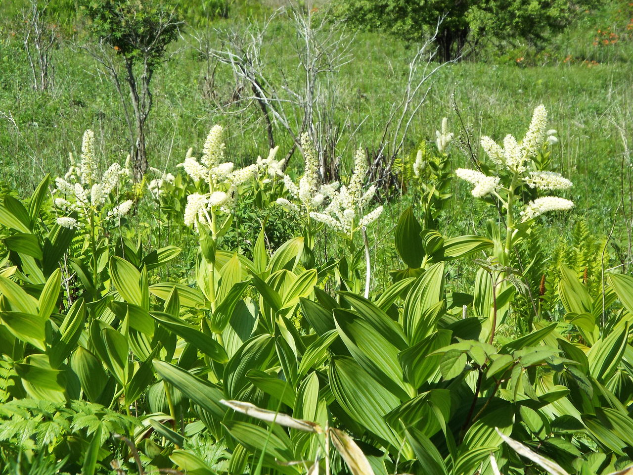 新 野の花12 コバイケイソウ 霧ヶ峰 車山湿原 16 06 18 音の楽しみ