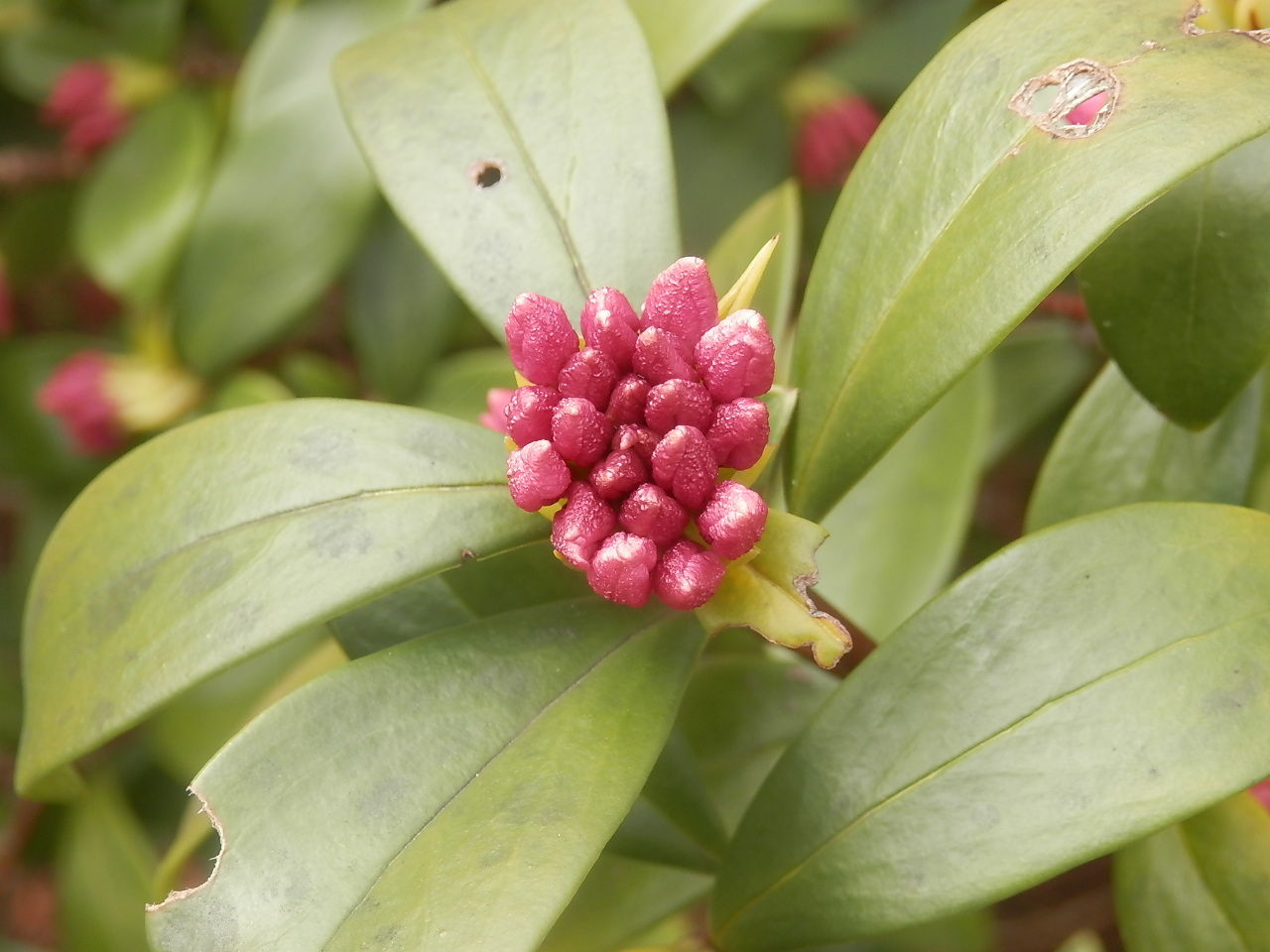 四季の花 四季の実７ 早春の庭 15 02 24 音の楽しみ